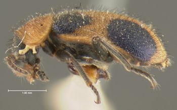 Media type: image;   Entomology 24212 Aspect: habitus lateral view